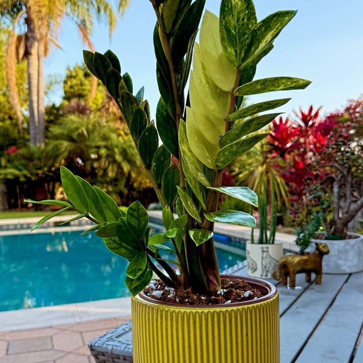 Plant Vault - Wholesale Live Plant - Variegated ZZ "Zamioculcas zamiifoli"1