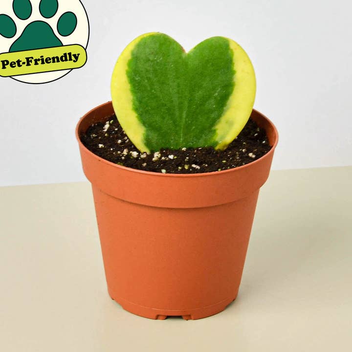 Hoya Heart Variegated 3-Inch - Sweetheart Live Plant for wholesale by House Plant Wholesale
