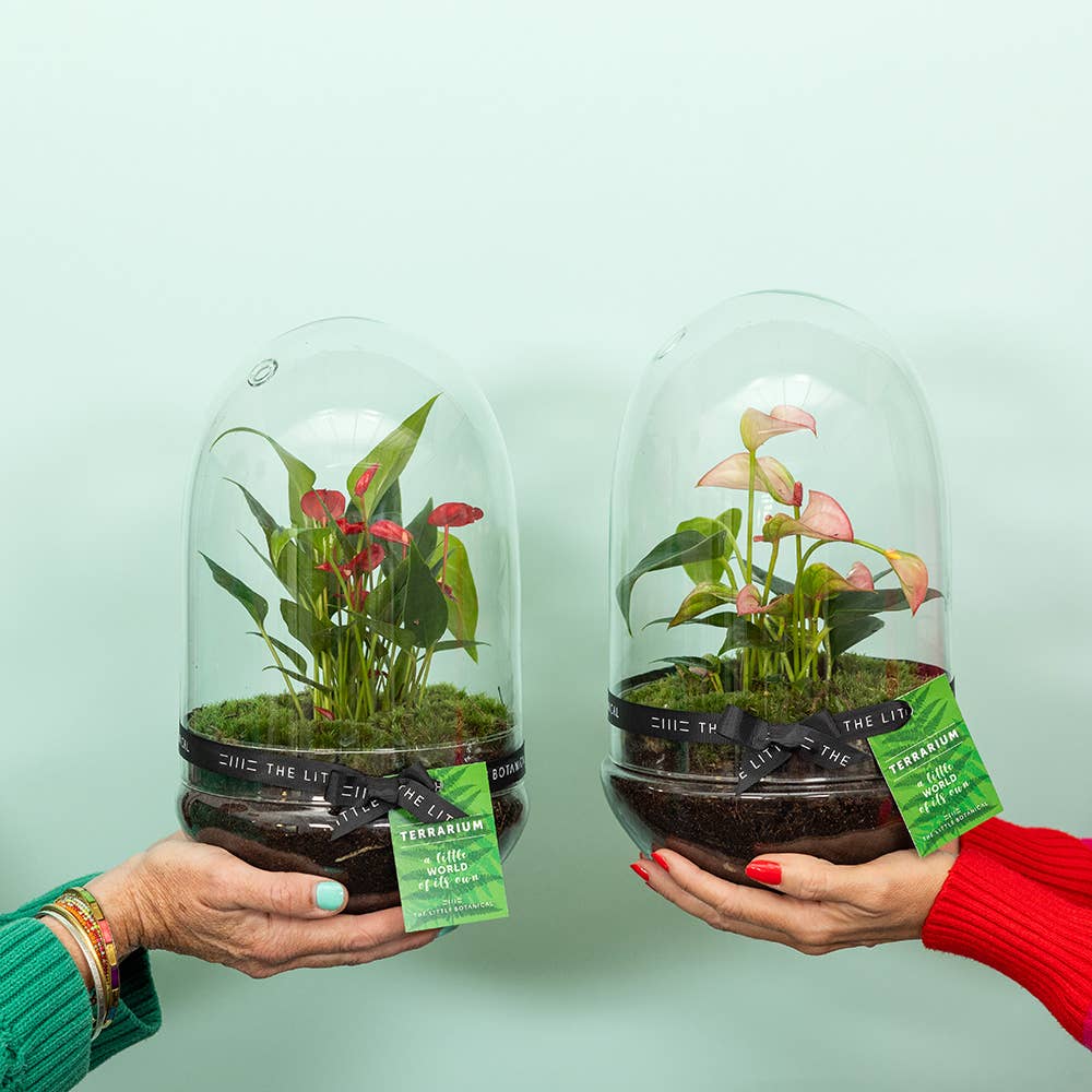 The Little Botanical – wholesale Live plant – Anthurium Terrarium4