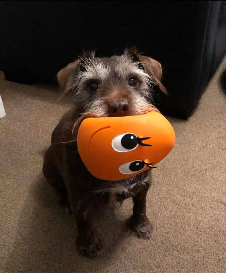 Natural Rubber Toys – wholesale Pet toy – Dog – XXL OVO the Egg ORANGE1