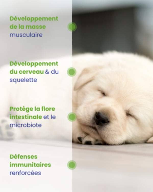 LAPSA - Wholesale Pet Food - Dog - Lapsa - Puppy Starter - Chicken Mousse3