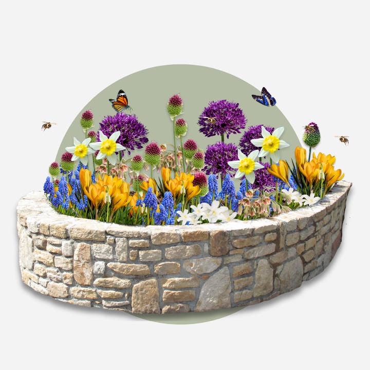 Oasis of Life - Wholesale Plant seeds - Flower Bulb Mix – 50 Flower Bulbs for Insects – Insect-Friendly Mix of Daffodils, Crocuses, Allium, Muscari & More – Hardy, Perennial & Easy to Care For – For Garden & Bed6