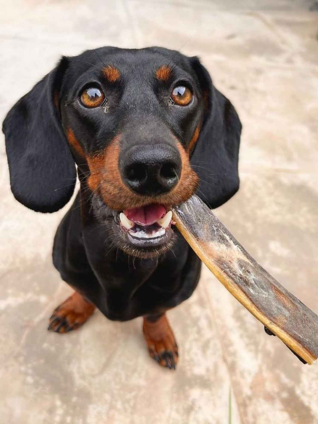 Truffe Délice - Wholesale Pet Treats - Dog - Deer skins5