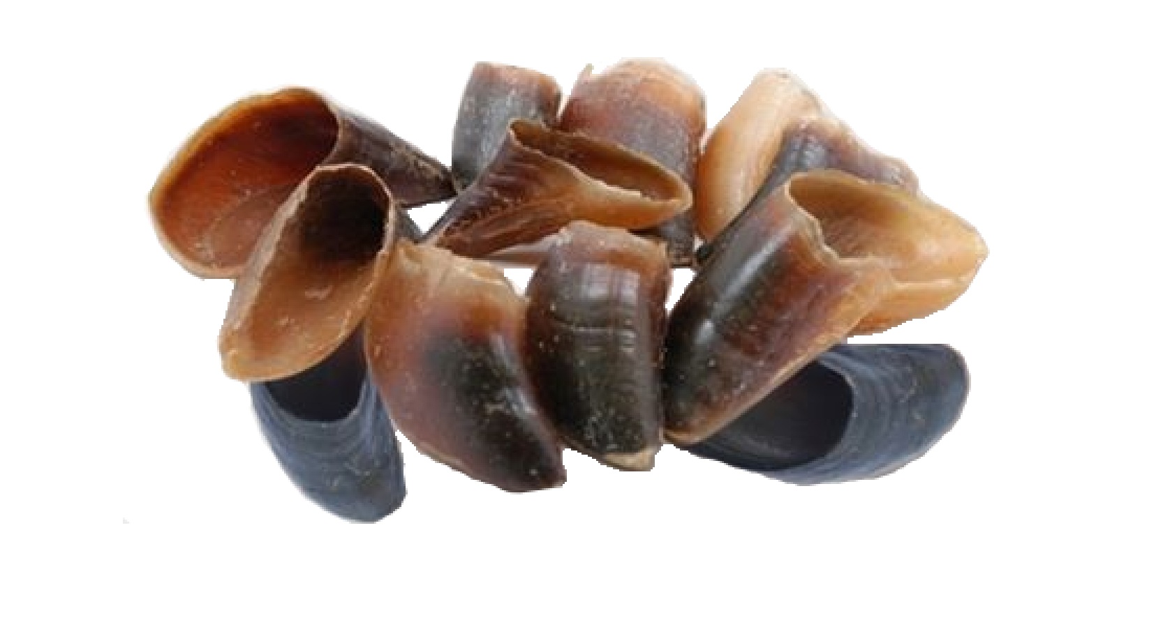 Advance Pet Products - Vente Friandises – chien - Sabots de buffle d'eau1