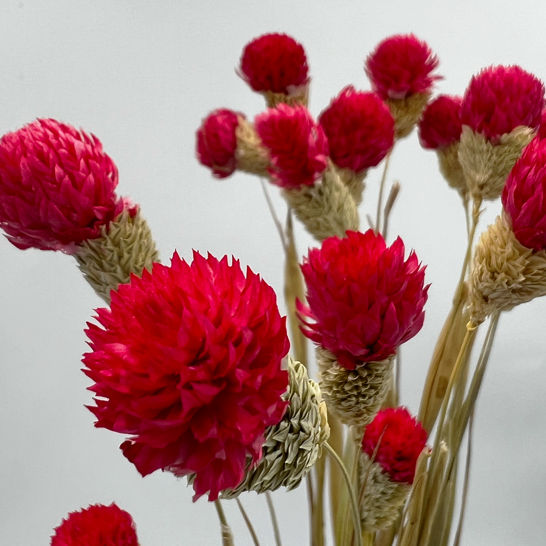 2626 Designs – Engroshandel Tørrede/pressede blomster – Tørret Gomphrena Globosa, 56-61 cm lang, 16 stk/bundt1