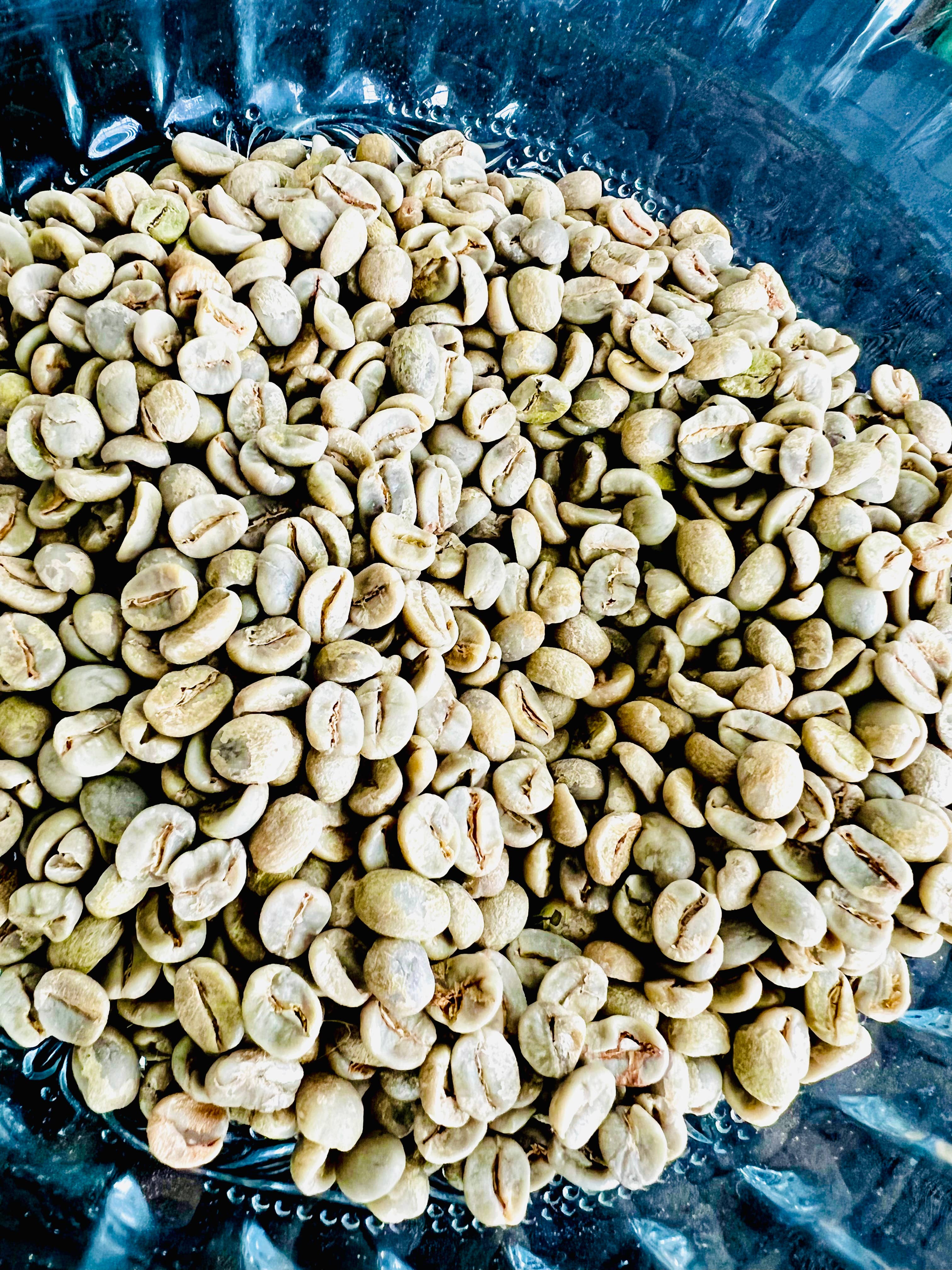 Rising For People Coffee Company - Wholesale Coffee Beans - Sumatra- Green Coffee Beans-Unroasted1