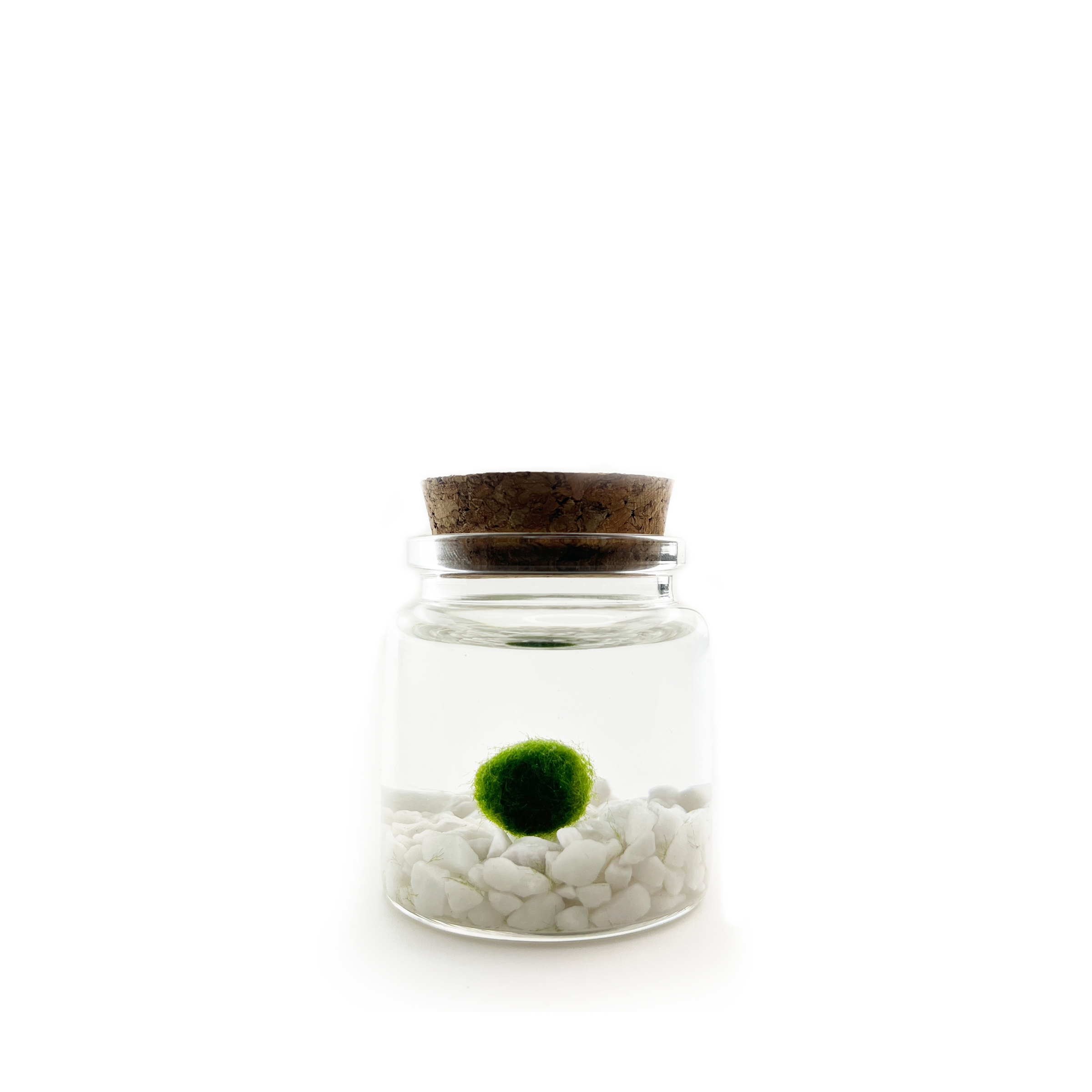 Moss Amigos | Moss Ball Terrariums - Wholesale Live Plant - Classic Small Marimo Moss Ball Terrarium1