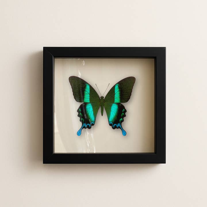 Real Peacock Swallowtail – 9x9 Shadowbox (Papilio blumei) for wholesale by Instar Innovations