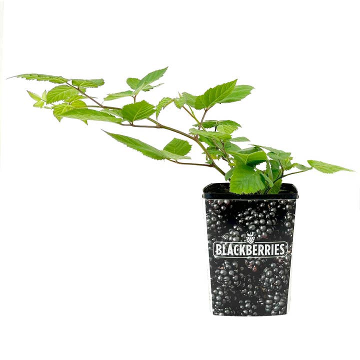 Best Plant Friend - Wholesale Live Plant - Blackberry Chester - 4 inch Deep Pot Live Fruit Plants