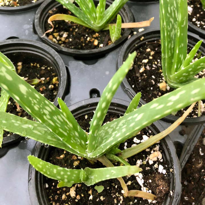Smoke Camp Crafts - Wholesale Live Plant - Aloe Plant, (Aloe barbadensis Miller) 2.5 inch pot