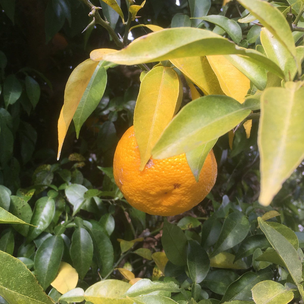 Umami Insider - Wholesale Dried Spice - Organic Yuzu Peel Powder "JAPAICE", 0.59 oz5