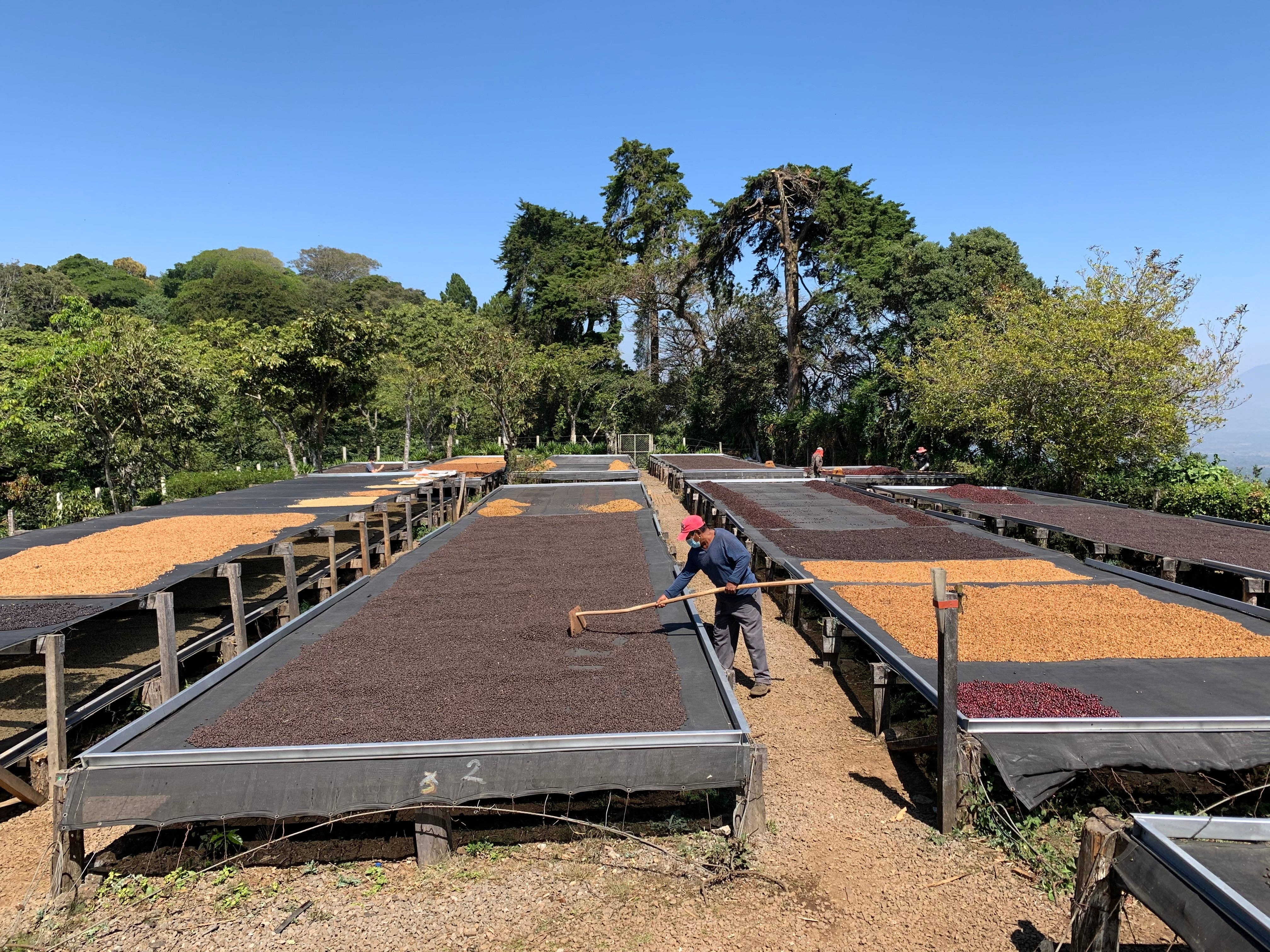 Renversant - Vendita all'ingrosso Caffè in grani - Caffè specialty Microlot Divisadero - El Salvador6