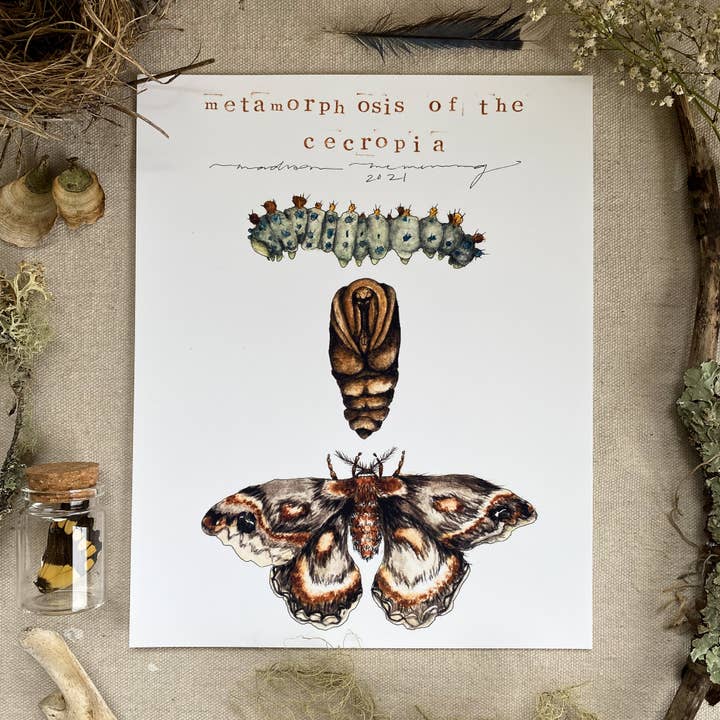 Impression 'Métamorphose du cécropia' pour la vente par Madison Memering (mamemering)