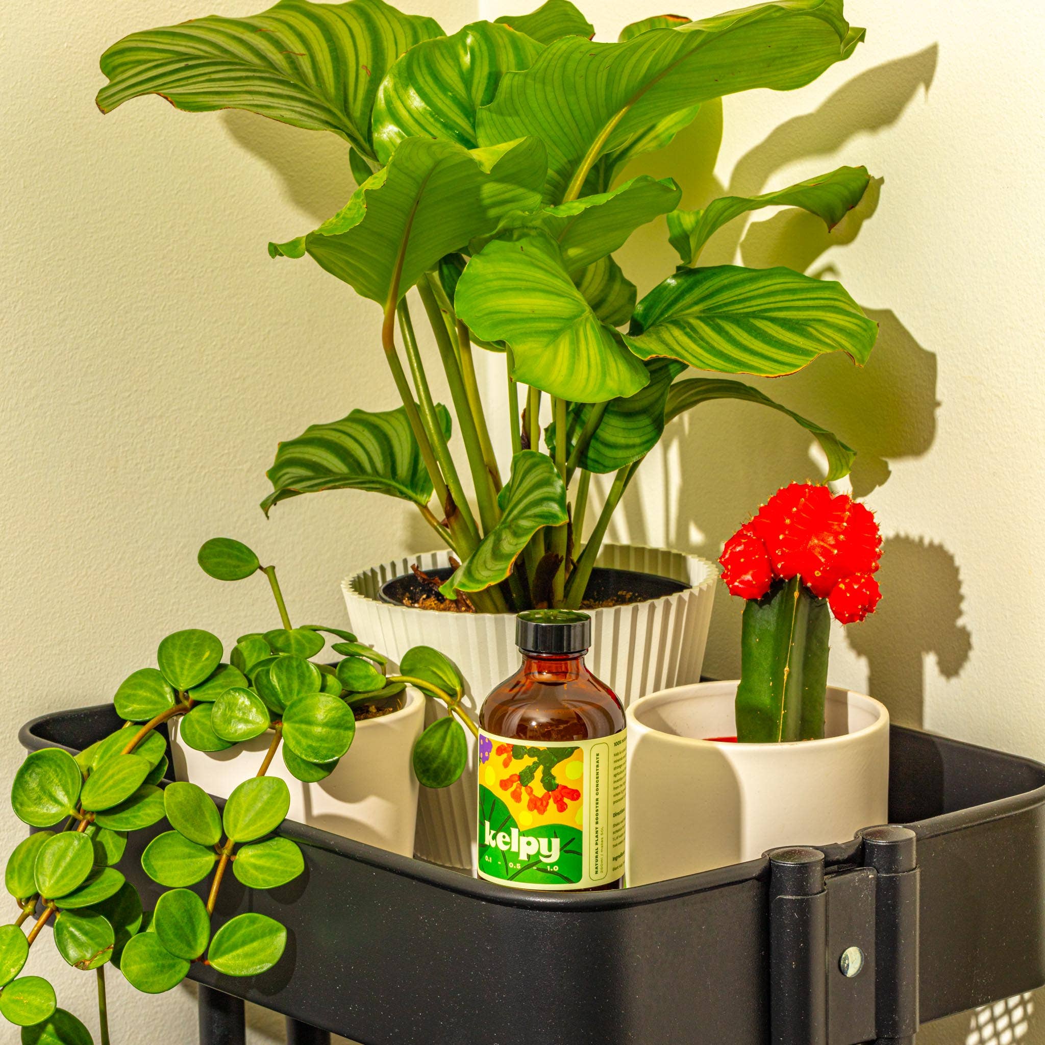 Kelpy - Wholesale Fertilizer - Kelpy Plant Food 250ml/ 8.5 fl oz "Green Thumb Size"2