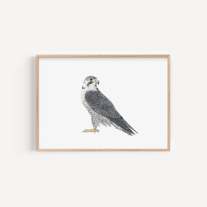 Impression Falcon pour la vente par Lauren Fitton Illustration