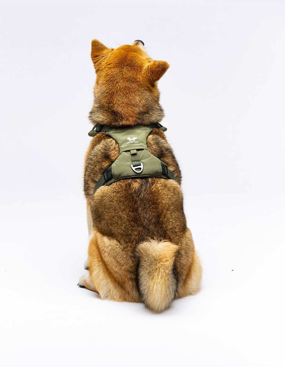 United Pets - Vente Laisse – chien - Harnais rembourré doux pour chien10