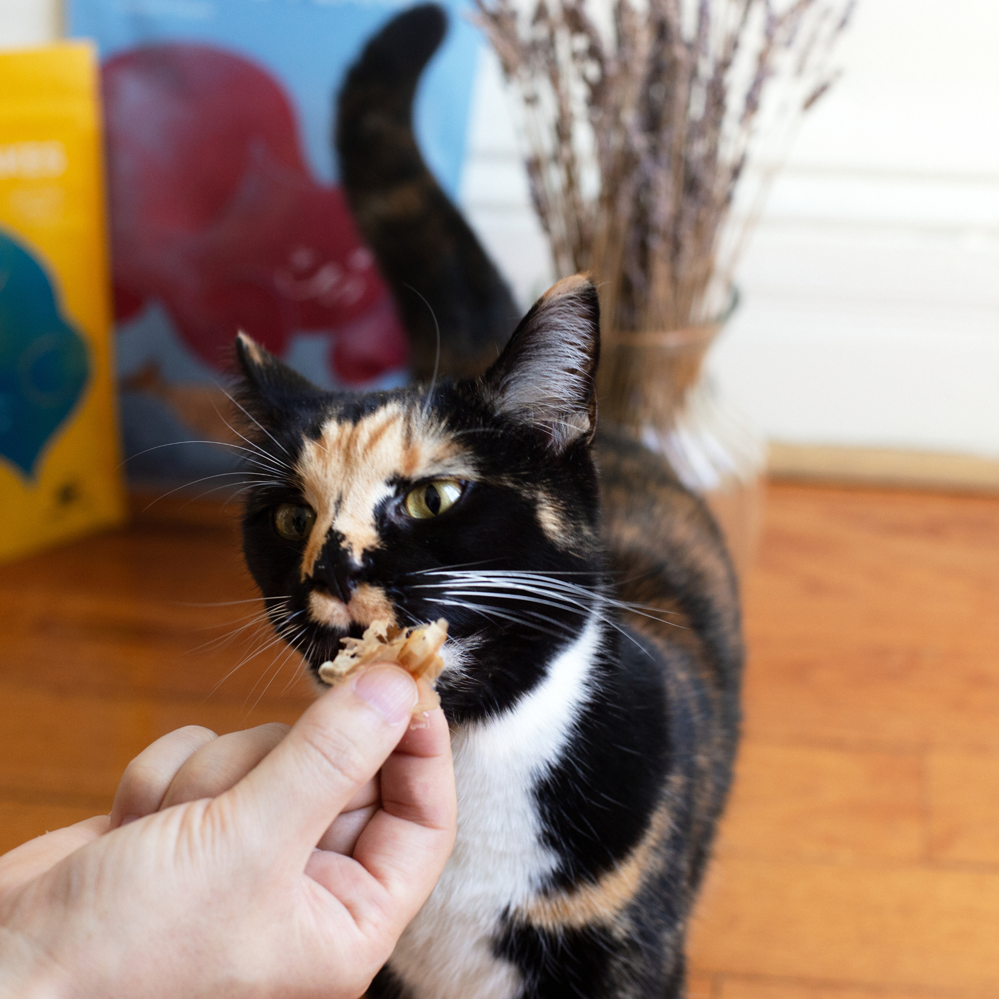 Bonito House - Wholesale Pet Treats - Cat - Umami Treats: Bonito Flakes for Cats and Dogs4