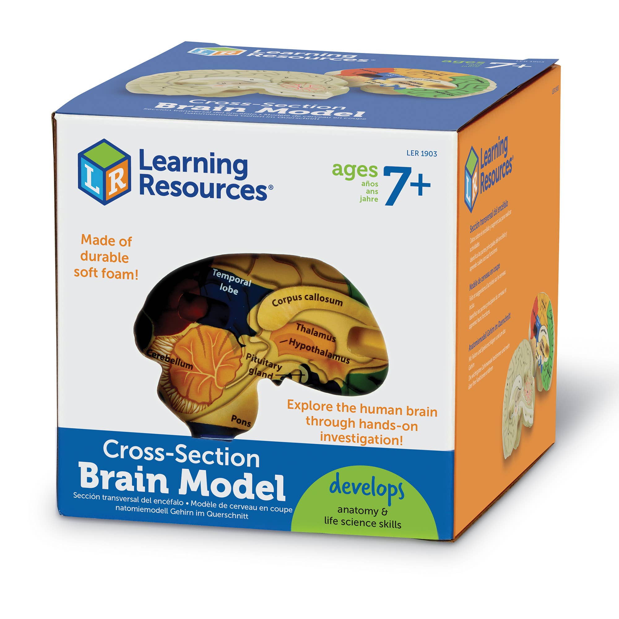 Learning Resources - Wholesale Toy Set - Kids - Cross-Section Human Brain Model2