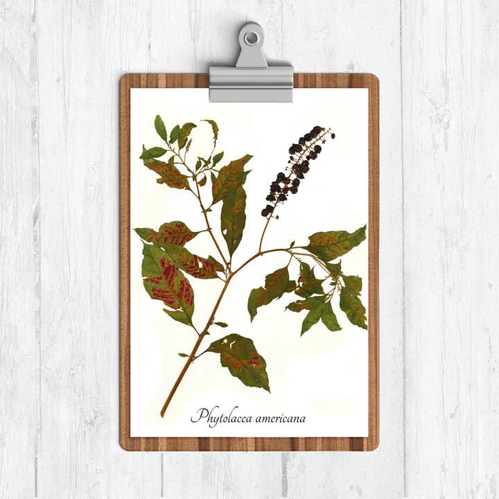Pokeweed Botanical Print for wholesale by Ecobota