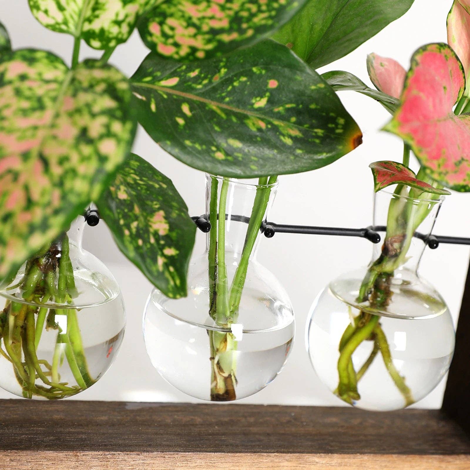 BRECK + FOX - Wholesale Vase - Plant Propagating Stand7