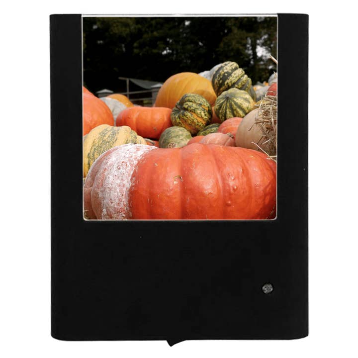 Harvest Pumpkins for wholesale by Nightlight Studio