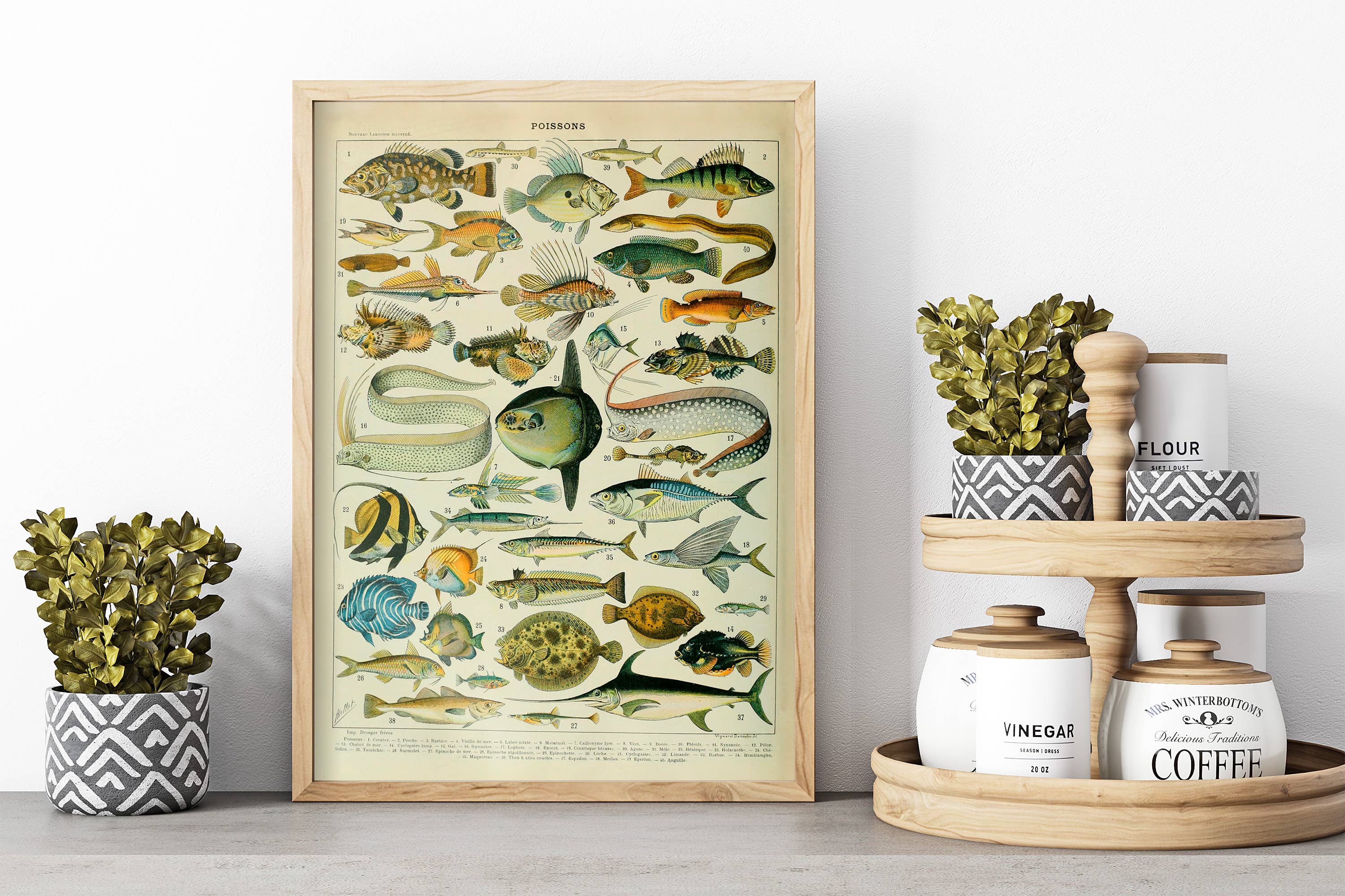 Swinford Designs - Wholesale Art Print - Vintage Fish Guide Art Print - Illustrated Chart Poissons A2