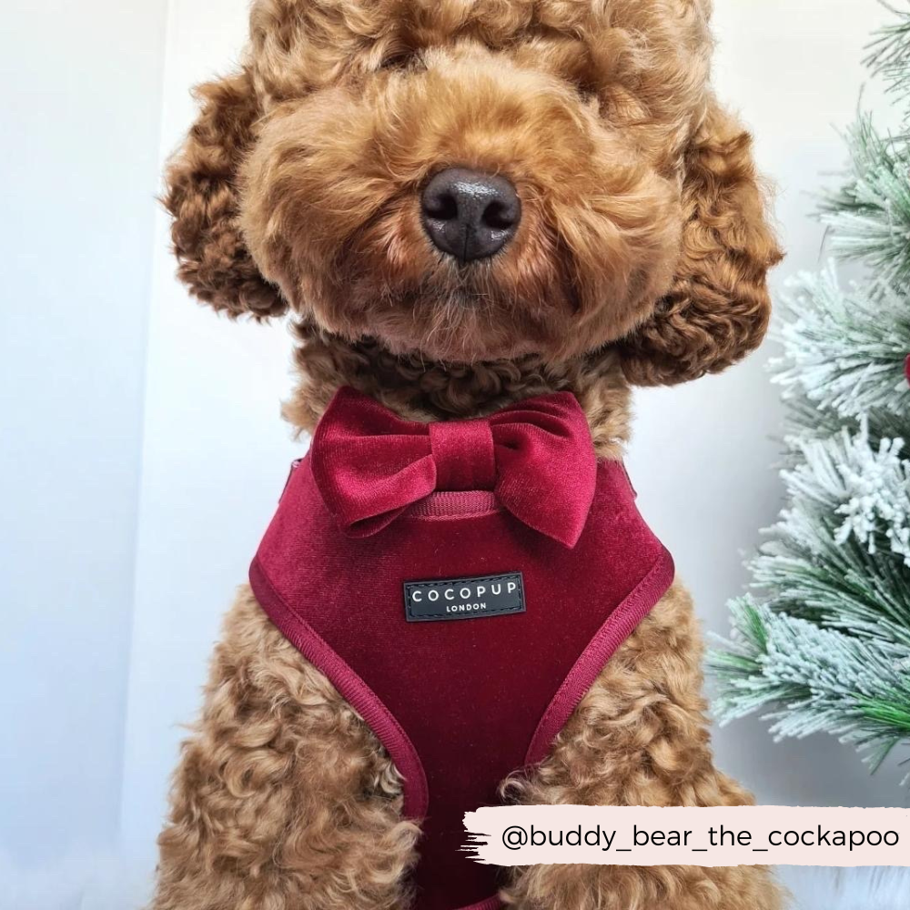 Cocopup London - Wholesale Pet Bow Tie - Dog - LUXE Velvet Bow Tie - Berry Red4