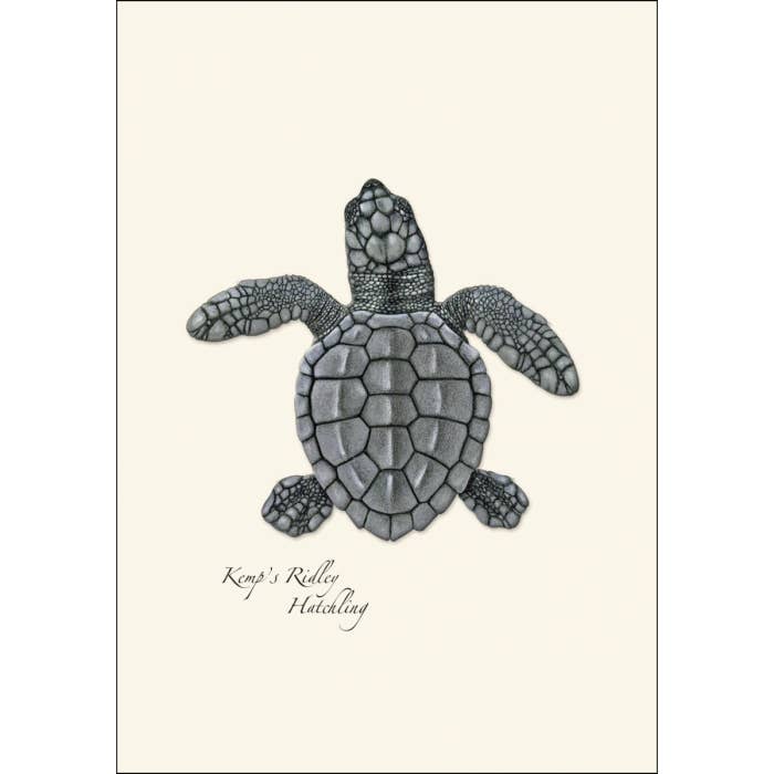 Earth Sky + Water - Wholesale Stationery/Notecard Set - Sea Turtle Hatchling Assortment4