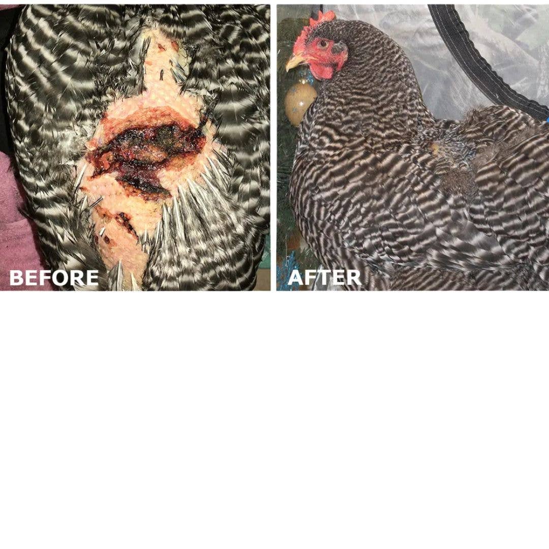 BC Animal Solutions Inc - Wholesale Pet Spray - Not Cat/Dog - Microcyn® Farm and Ranch Poultry Care Spray, 16oz4