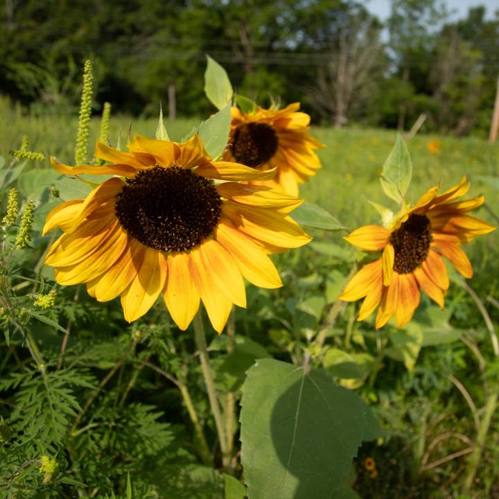 Bentley Seed Co. - Wholesale Plant Seeds - Bulk 250 Piece Eastern Region Flower Seed Packets1