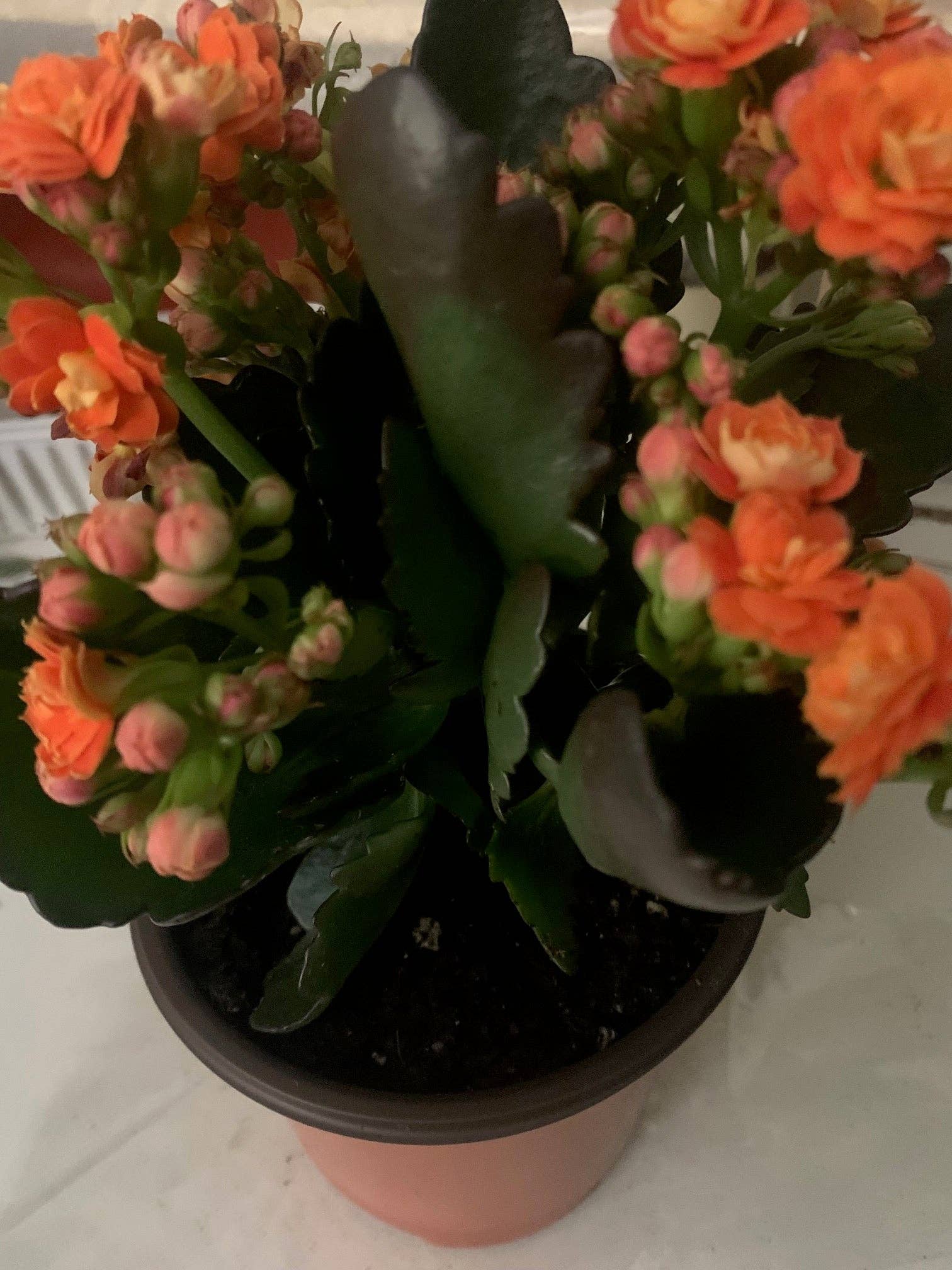 Rooted Orange Kalanchoe Plants in pot balcony yard or outdoor (Copy) for wholesale on Faire0