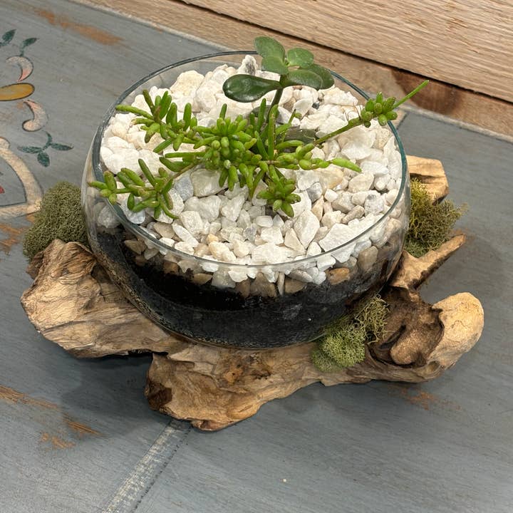 Asia West - Wholesale Terrarium - Succulent Dish/Terrarium Hand Blown Glass on Driftwood