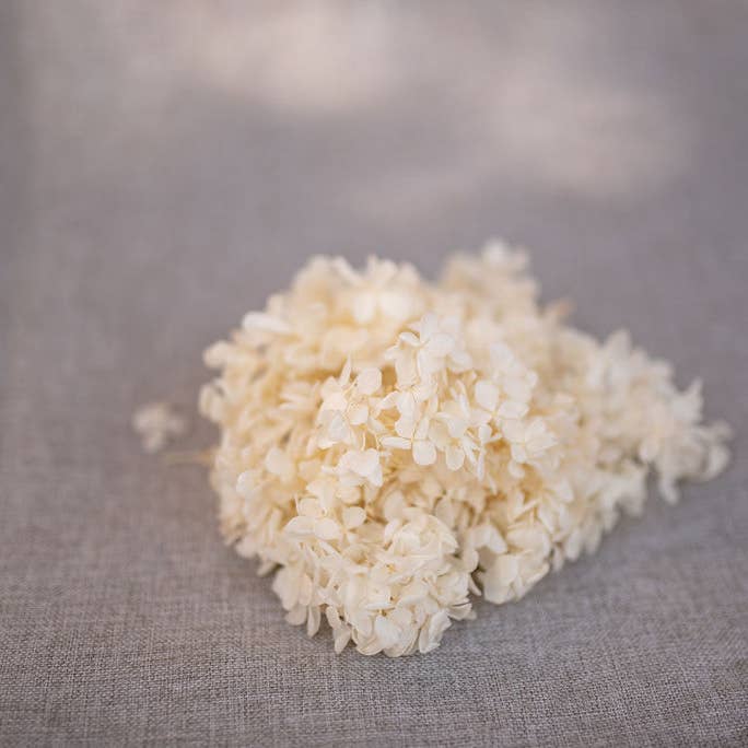 You Floral - Wholesale Dried/pressed flowers - Preserved Hydrangea - Off White1