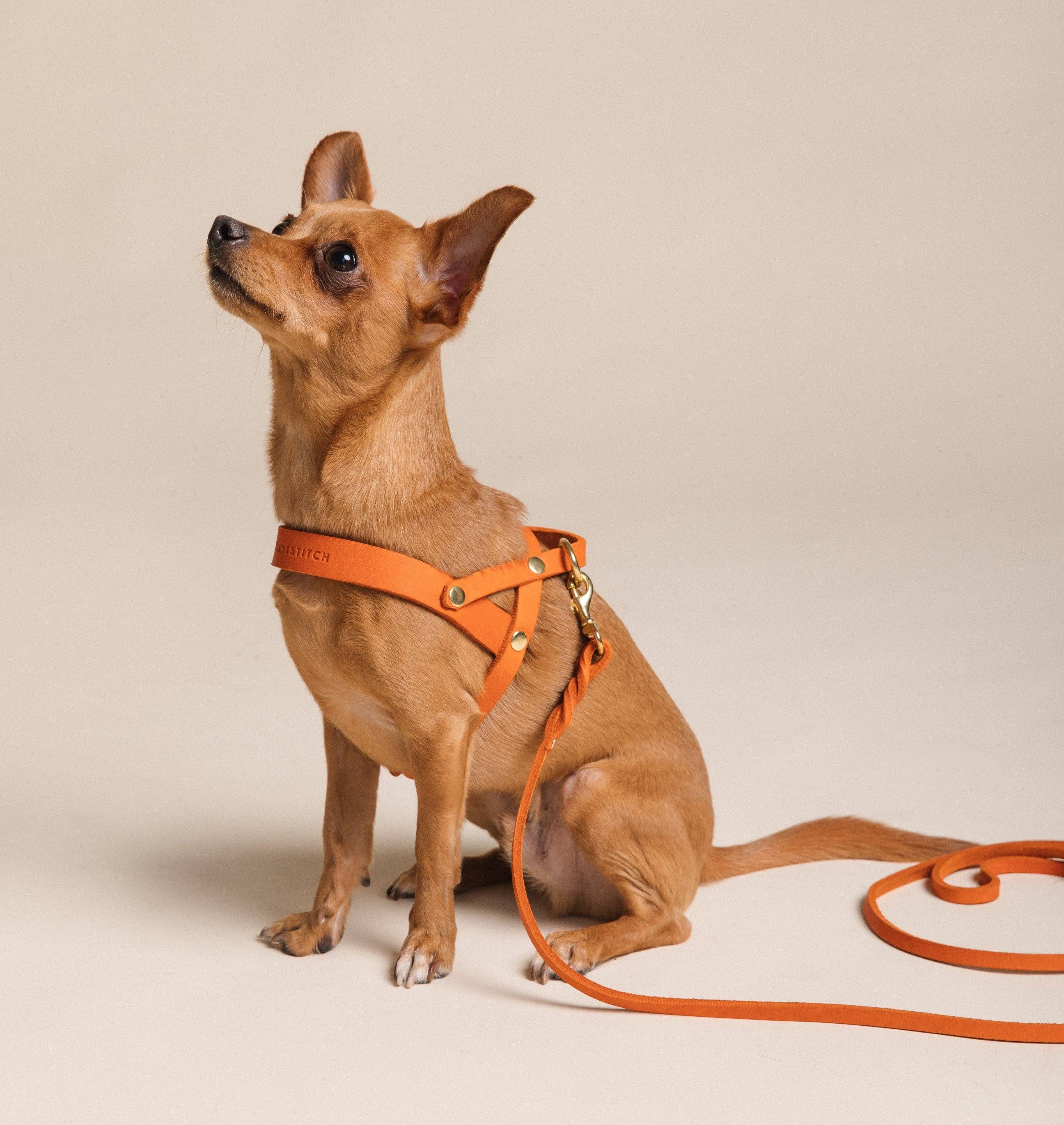 Molly and Stitch - Wholesale Pet Harness - Dog - Butter Leather Dog Harness - Mango3
