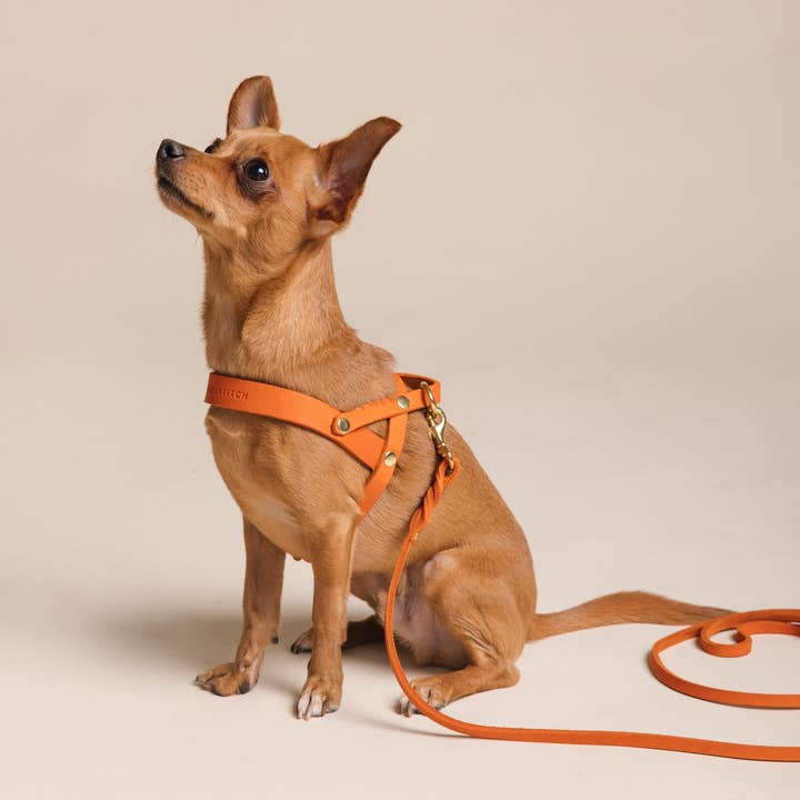 Molly and Stitch - Wholesale Pet Harness - Dog - Butter Leather Dog Harness - Mango3