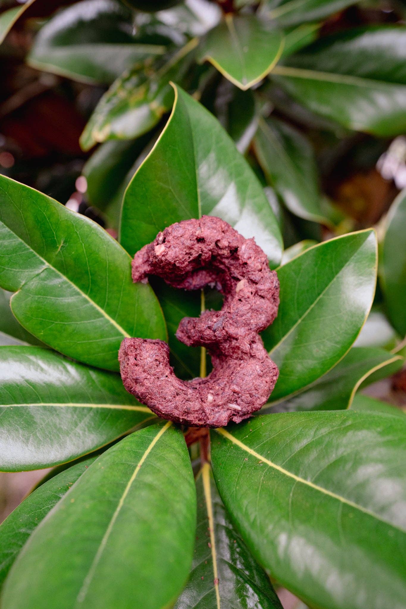 Love Liparu - Wholesale Pet Treats - Dog - MEAT NUMBER | Freeze-Dried Dog + Cat Treat3