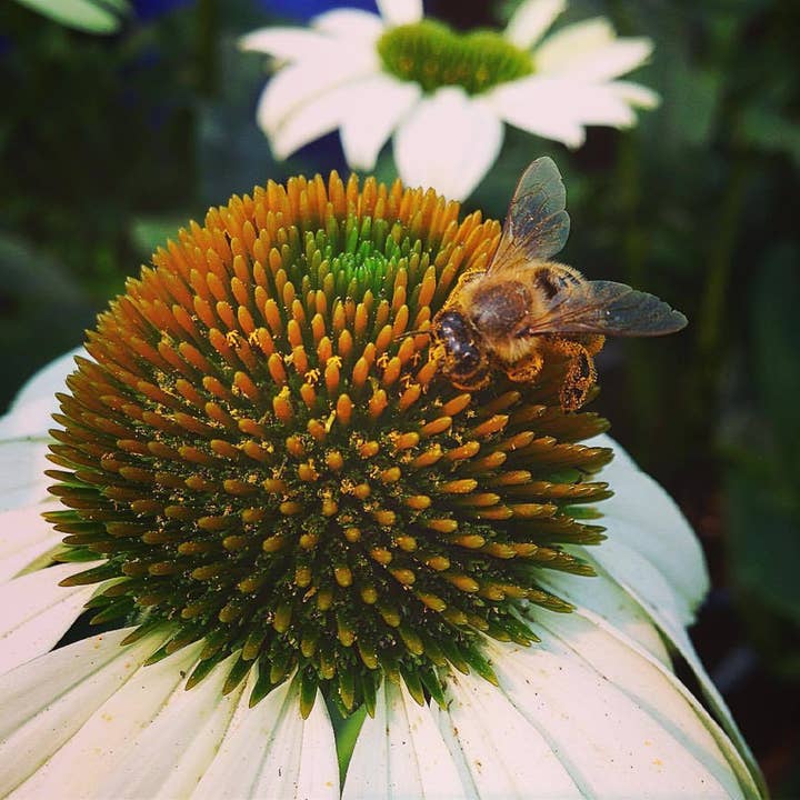 Potting Shed Creations, Ltd. - Wholesale Plant Seeds - Garden Sprinkles | Honeybee | Pollinators | Best Seller