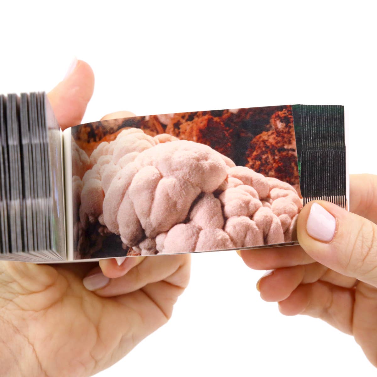 Flipboku – wholesale Visningsbok – Motion in Nature – interaktiv konstbok i set9