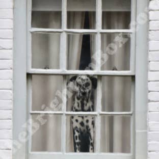 Perrito en la ventana para venta al por mayor de The Brighton Box