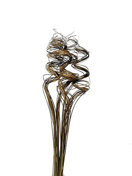 Curly Ting for wholesale by Botanico Ltd.