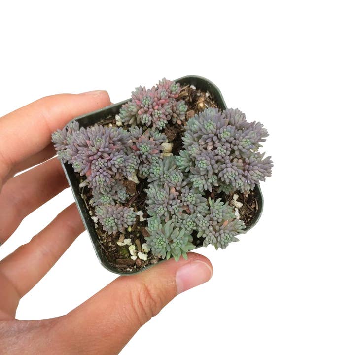 Best Plant Friend - Wholesale Live Plant - Sedum Hispanicum Succulent - Colorful Live Plant - 2/4in3