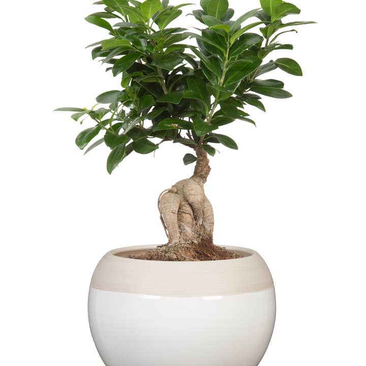 Pot/fleur en céramique Bola 718 pour la vente par Scheurich