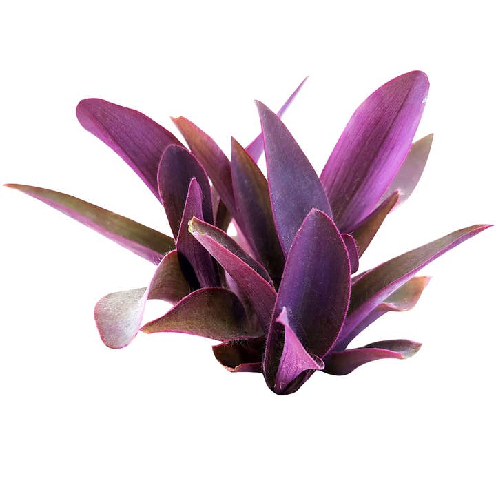 Best Plant Friend - Wholesale Live Plant - Purple Heart Tradescantia Pallida - Wandering Jew 2/4/6 inch