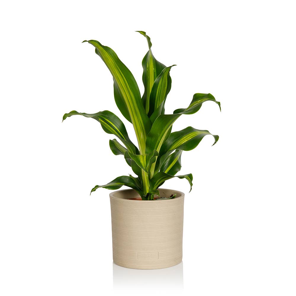 The Little Botanical – wholesale Live plant – Dracaena Deremensis (Lemon Lime)0