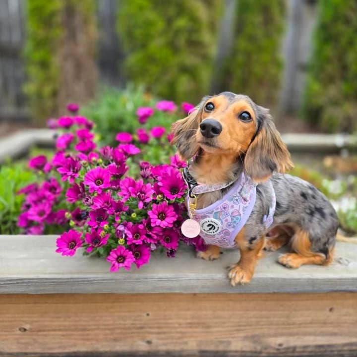 Harnais ajustable Dessert Dash pour la vente par Petals & Pooch