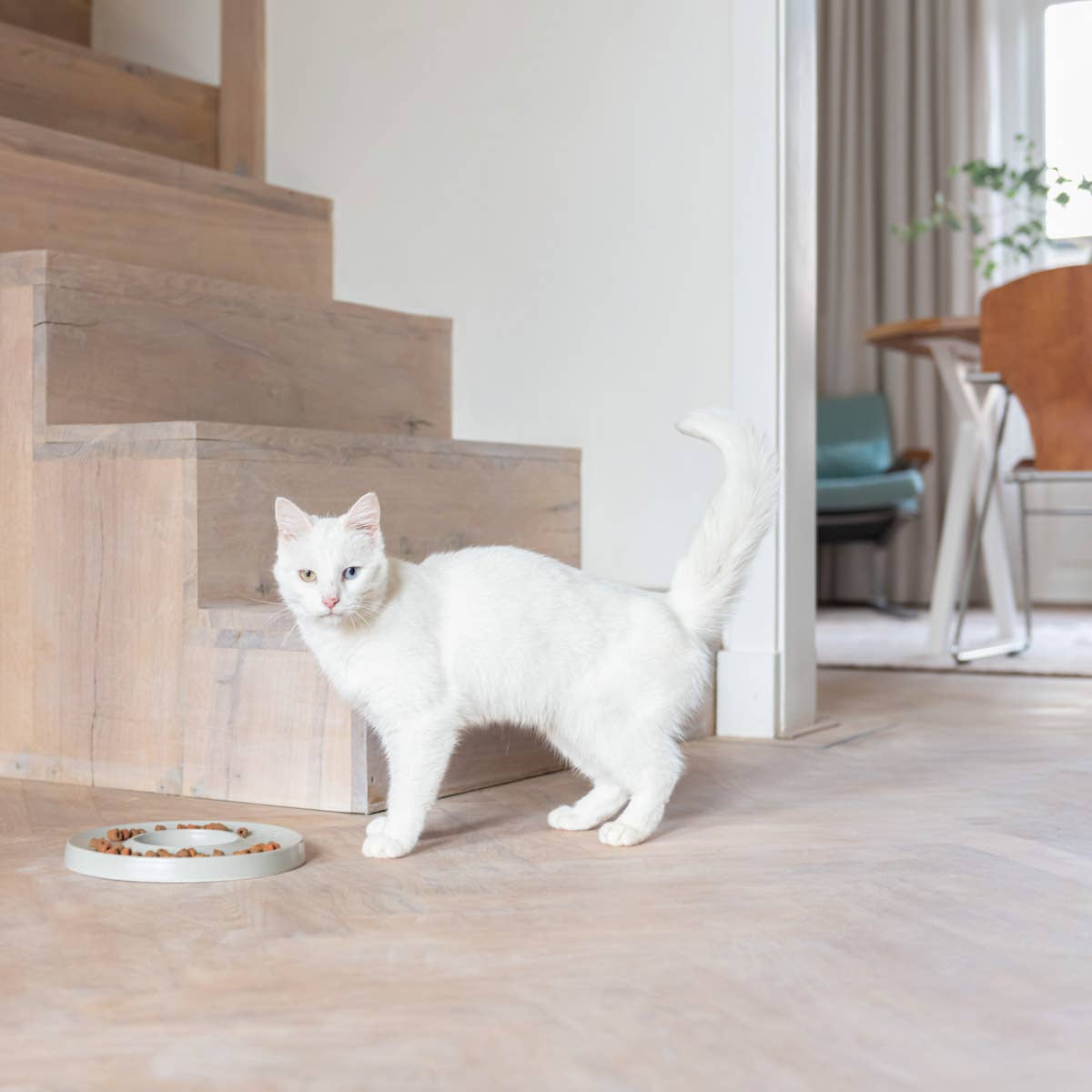 Hoopo – wholesale Husdjursskål - Katt och hund – Hoopo Ring slowfeeder för katt3