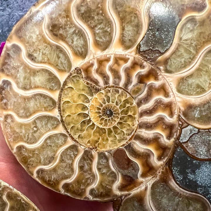 Mandala Gems - Wholesale Decorative Tabletop Object - Ammonite Fossil Pairs, Ethically Sourced Ocean Decor, Beachy