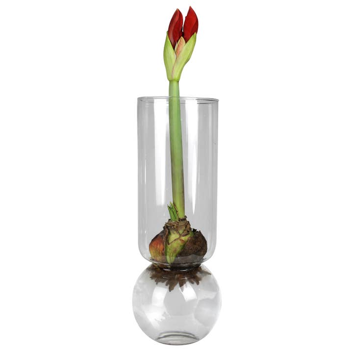 HomArt - Wholesale Vase - Bulb Vase Extra Tall - Clear