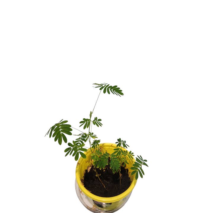 Silver Circle Products - Wholesale Plant Seeds - Eco Seed Sprouts - Michele The Mover