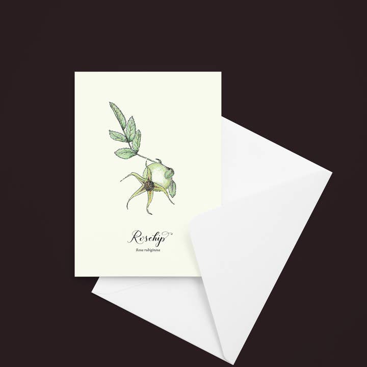 Rosehip Botanical Watercolor Notecard for wholesale by Molly Chidsey Illustration & Design